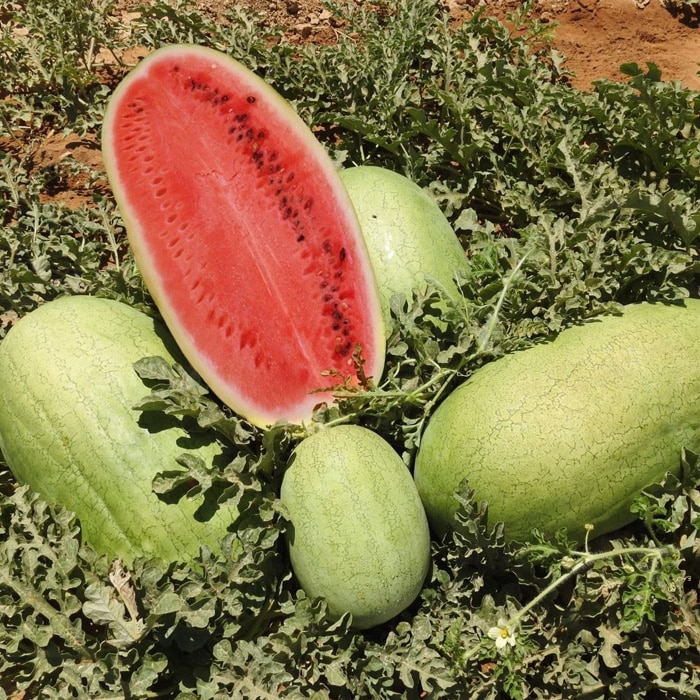 Watermelon Trust Seeds   632 1 1 