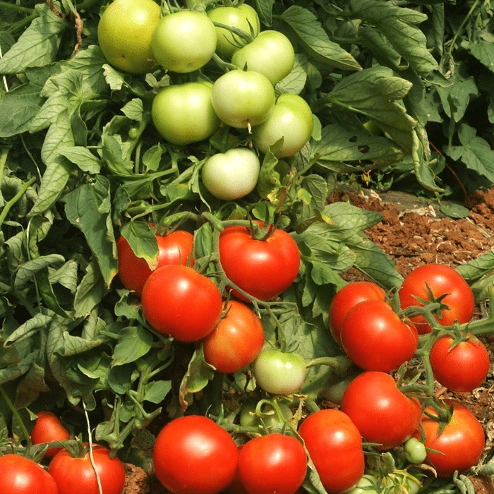 Tomato - Trust Seeds