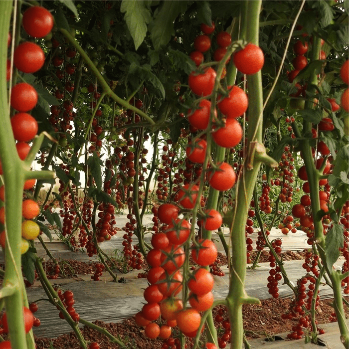 Tomato - Trust Seeds