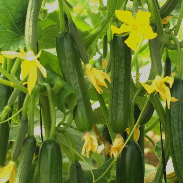 Cucumber Hybrid Seeds - Trust Seeds